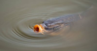 Carp herpes could save our lake - but may also poison it, too
