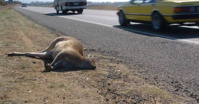 Confronted with a kangaroo on the road? 'Don't swerve', says the NRMA