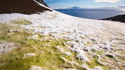 Antarctica is changing, and wildlife and weeds could be on the way