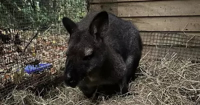 Northumberland zoo "saddened" by death of wallaby Choppy which spent 10 days on the loose in Gateshead