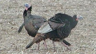IDNR extends the deadlines for spring turkey applications