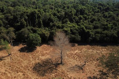 Lula proposes pact to curb Brazilian soy linked to savanna deforestation