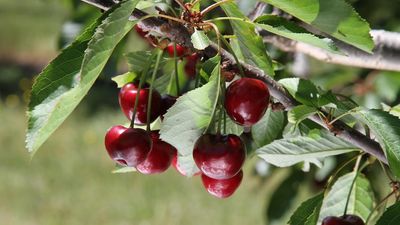 Wet weather dampens Victorian cherry, berry season leading to smaller volumes, premium prices