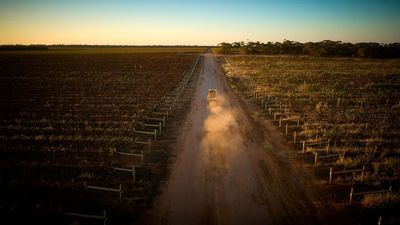 NSW vineyard installs water-sensing technology to save waste and improve quality