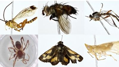 Insects captured by Australian school students could help scientists uncover new species