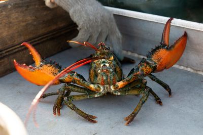 Bidens to serve Maine lobster to Macron despite Whole Foods ban over its danger to whales
