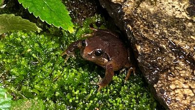 Mount Ballow mountain frog faces extinction despite living in World Heritage rainforest