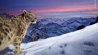 There were more than 38,000 entries in the Wildlife Photographer of the Year People's Choice Award — these ones were shortlisted
