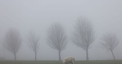 Met Office issues yellow weather warning for fog covering parts of Wales