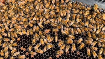 NSW queen bee breeders struggle with varroa mite control measures