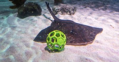Rays play their own World Cup at UK aquarium