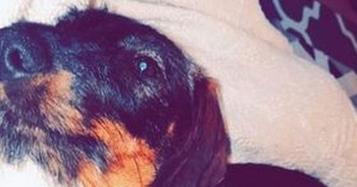 Dog fighting for life after catching disease on walk in the park