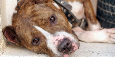 Pit bull attacks in South Africa - a historian sheds light on the issues