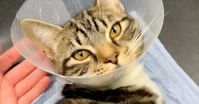 Kitten millimetres from death after getting impaled on rusty plant holder