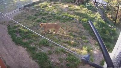 Watch: CCTV footage captures the moment five lions escape enclosure at Taronga Zoo