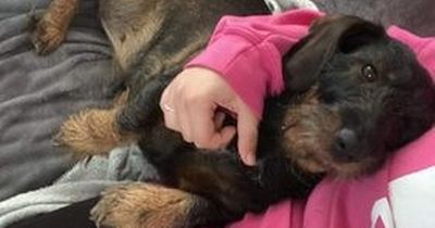 Pet owner warning as dog fights for life after contracting rat disease on walk