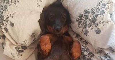 Woman's dog fighting for her life after picking up 'rat disease' on walk