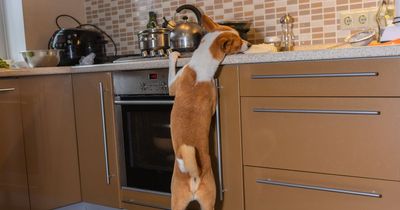 'My family allow the dog in the kitchen while cooking dinner - it makes me sick'