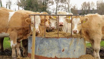 Meat processors claim proposed climate measures would hit beef output by 20%