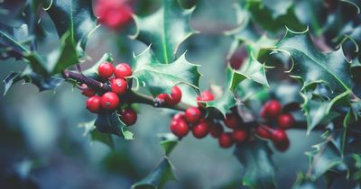 Five festive plants that are dangerous for your pets and what to choose instead