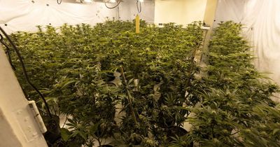 Man and child arrested after huge cannabis farm worth £500k found in pub