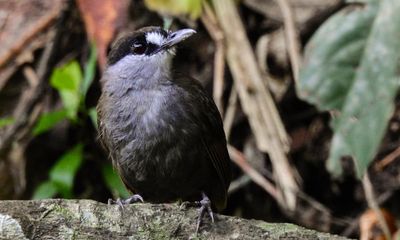 Lost and found: twitchers delight at sweet song of the black-browed babbler