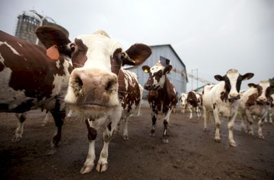 Herd of fugitive cows frustrates tiny village in Canada