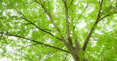Thousands of new trees to be planted in Glasgow's parks over next seven years