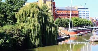 Willow trees near Temple Meads cut down leaving 'soulless concrete jungle'