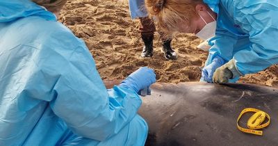 Whale found dead on Kerry beach had rusted fishing hook in its genitals and toothbrush in its stomach