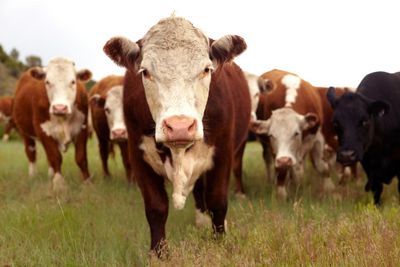 Mystery cattle deaths in Colorado stump investigators