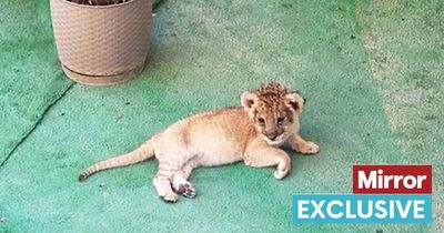 Shocking footage of lion cub forced to live on tiny balcony in Qatar during World Cup