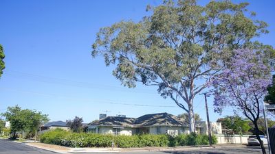 Adelaide's disappearing tree canopy the subject of new parliamentary inquiry