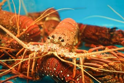 Lobsters could hold the key to birth control that doesn't totally suck