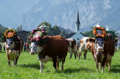 All churned up: Austrian oat milk ad draws farmers' ire
