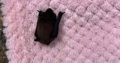 Family endure 'house from hell' with invasion of bats living in sofa