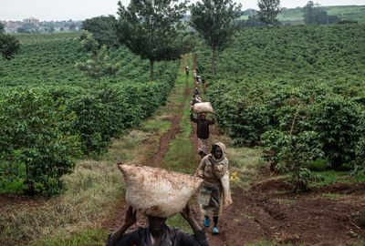 Climate change is driving up food prices