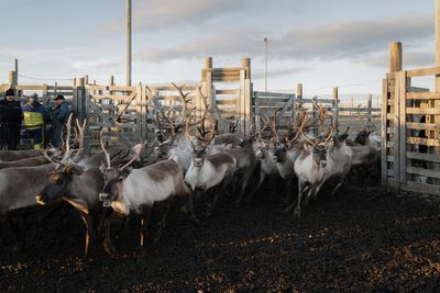 How restoring an ancient reindeer forest could help slow climate change