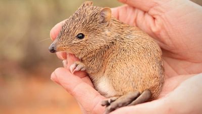 Outback golden bandicoots 'rapidly' reproducing in western NSW, after formerly being locally extinct