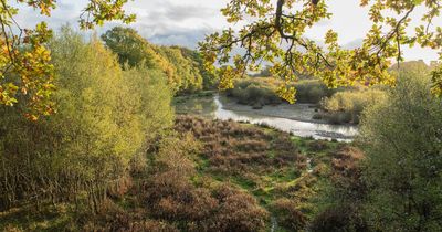 New rewilding fund offers £100,00 to large-scale projects