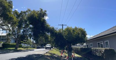 Council appeals to Ausgrid to protect trees from 'wineglassing'