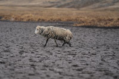 Lagoon dries up as drought grips Peru's southern Andes