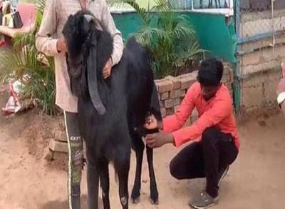 Madhya Pradesh: He-Goats Yielding 'Milk' At A Goat Rearing Centre In Burhanpur