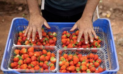 ‘I’m ashamed’: working in UK leaves fruit pickers from Indonesia in debt