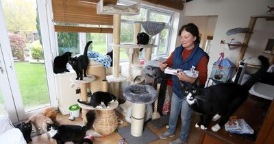 Mum cares for 126 cats after turning family home into rescue centre for strays