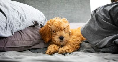 Shoppers 'love' hooded pet bed that’s perfect for 'keeping your dog cosy' this winter