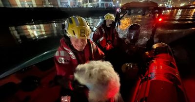 Dog rescued from River Lagan in Belfast and now safely back with owners