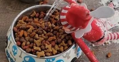 Elf on the Shelf prank hilariously backfires after mum asks teenage sons to take over