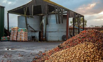 Food waste: green vegetable and potato crop glut after mild UK autumn
