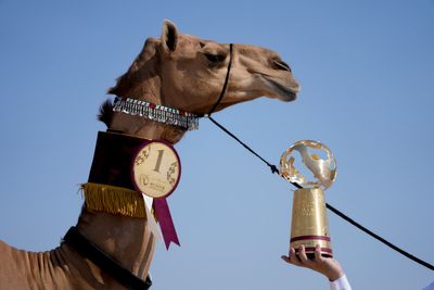 Camel pageant among attractions on World Cup sidelines